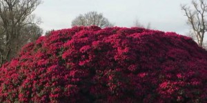 Angleterre : un rhododendron aux dimensions impressionnantes