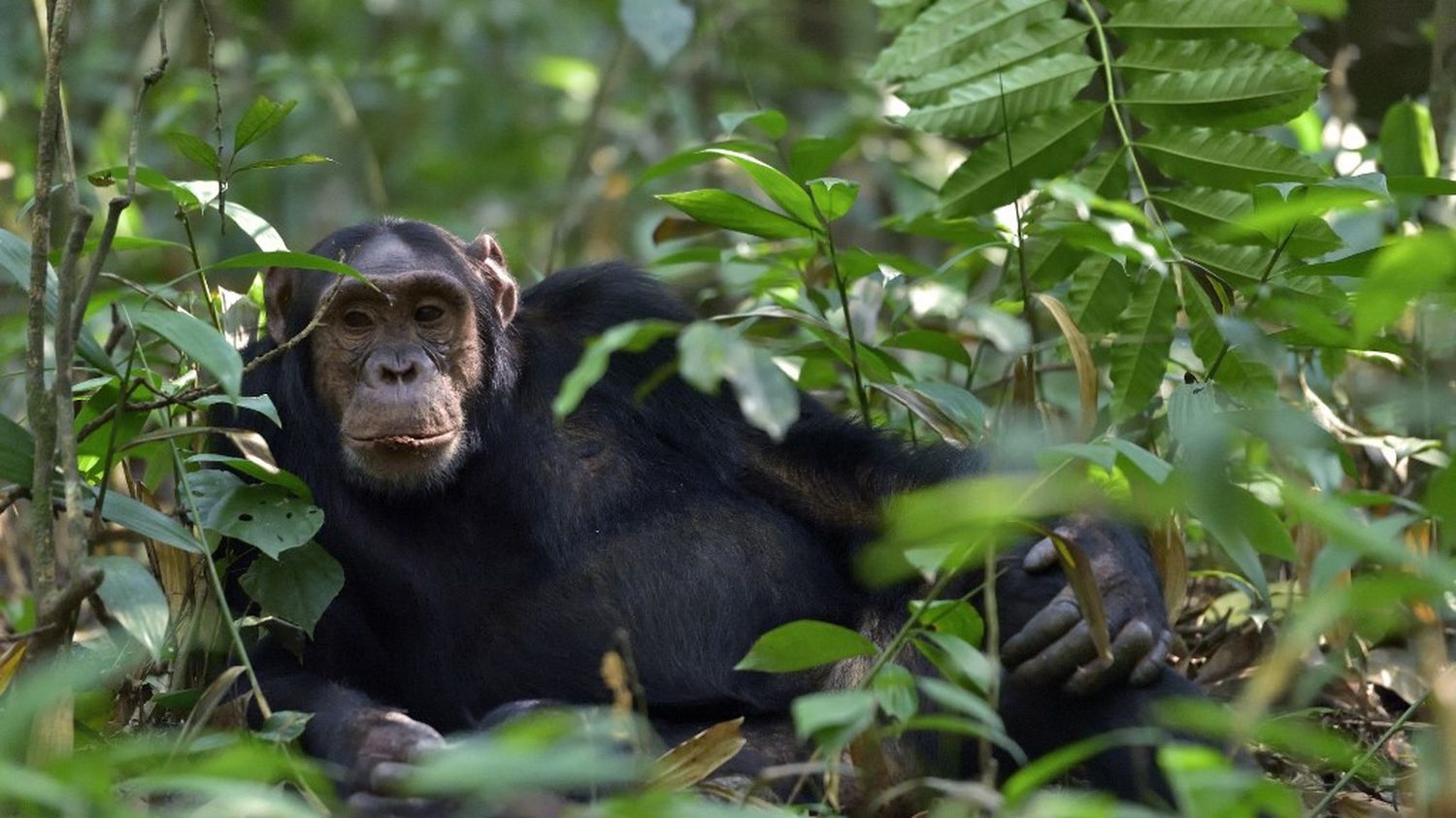 Animaux : à la découverte de chimpanzés en milieu naturel
