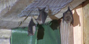 En Côte-d'Or, un particulier aménage sa grange en gîte pour chauves-souris