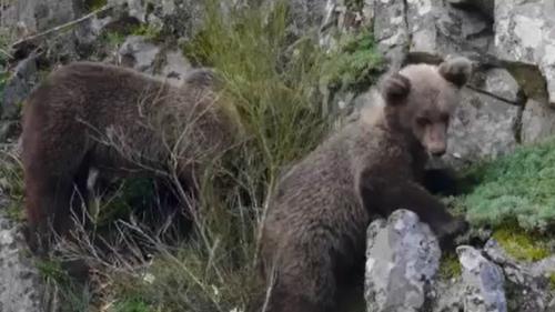 Espagne : dans les Asturies, on vit en paix avec les ours