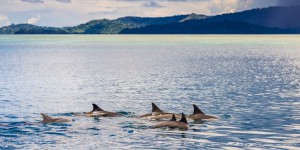 Les îles Féroé vont évaluer la réglementation de la chasse au dauphin
