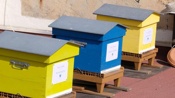 Jardin. Des ruches sur les toits à Nice...Vive le miel de béton !