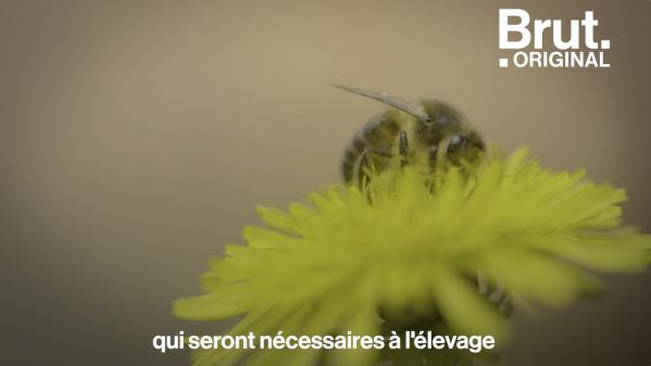 VIDEO. 4 conseils pour préserver les abeilles au quotidien