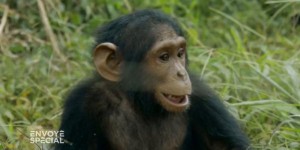 VIDEO. Quand Naseka, un jeune chimpanzé orphelin rescapé des braconniers, découvre la liberté