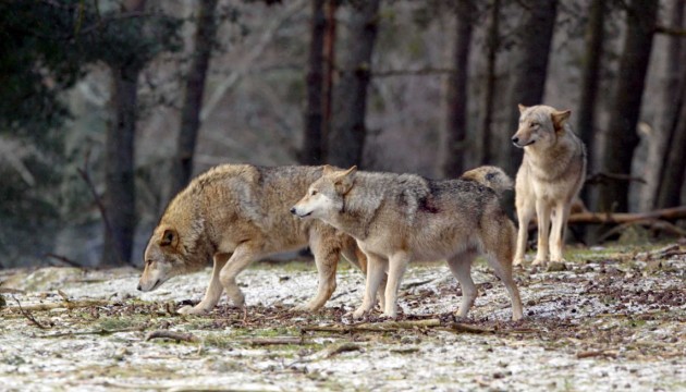 Poney massacré, brebis tuées : les loups continuent de semer la terreur