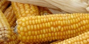 Un nouveau maïs OGM autorisé en Europe : une décision par défaut