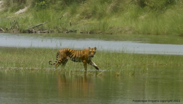 Trafic de tigres au Népal : un docu dénonce l'horreur