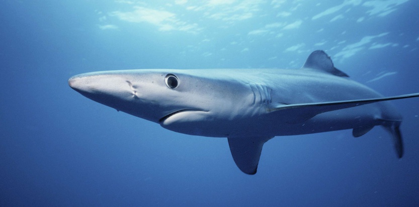 Pourquoi il ne faut pas avoir peur des requins en Méditerranée
