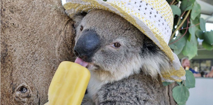 Chauves-souris, koalas, grolars... Le réchauffement climatique en chair et en os