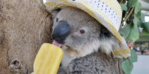 Chauves-souris, koalas, grolars... Le réchauffement climatique en chair et en os