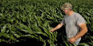 Pesticides : Le Foll présente un plan vert pâle face aux lobbys