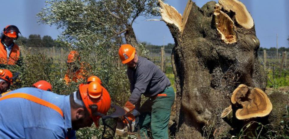 Bactérie tueuse d'oliviers : 'La seule solution ? Couper les arbres'
