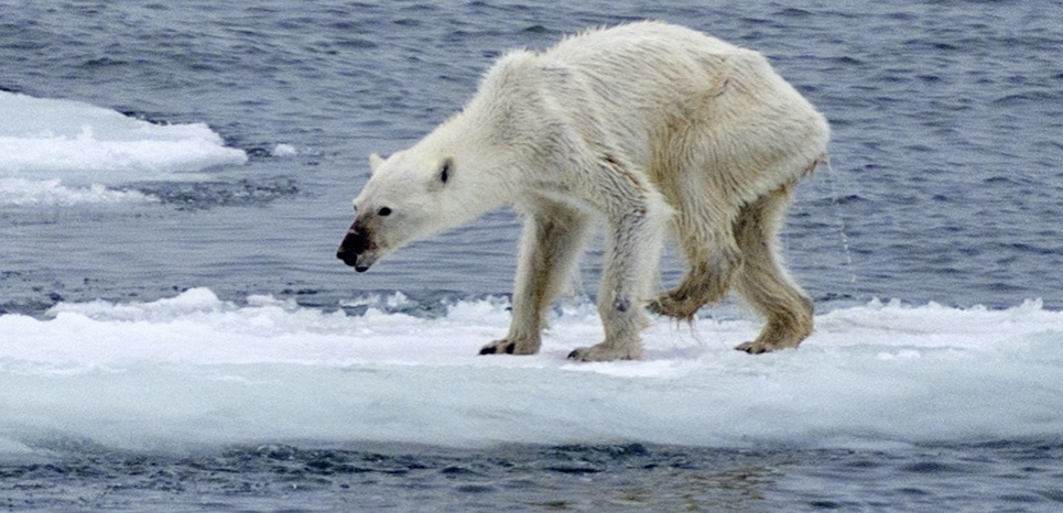 'Cet ours polaire résume ce qui se passe en Arctique'