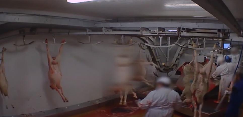 Abattoir d'Alès : une consommation 'responsable' de viande, c'est possible