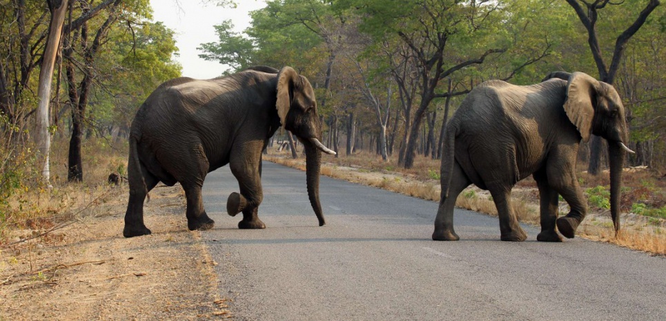 26 éléphants retrouvés morts empoisonnés