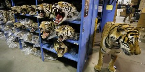PHOTOS. États-Unis : un dépôt géant pour les saisies du trafic d'animaux