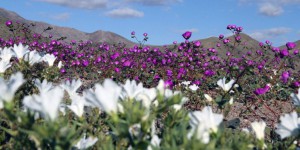 PHOTOS. Spectacle magique : le désert d'Atacama est en fleurs