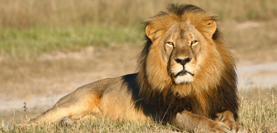 Pourquoi il y avait urgence à classer le lion comme espèce en danger