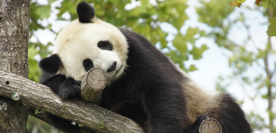 Le Zoo de Beauval en émoi : un bébé panda est peut-être en route