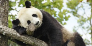 Le Zoo de Beauval en émoi : un bébé panda est peut-être en route