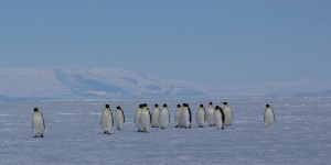 Antarctique : un sanctuaire pour les manchots et les calamars géants