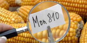 'Tribunal Monsanto' : des citoyens confrontent le géant au droit international