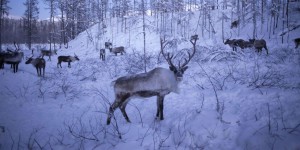 Pourquoi 61.000 rennes sont morts en trois mois en Sibérie