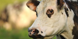 'Le bio m'a sauvé' : en Normandie, les laitiers sautent le pas