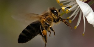 5 questions sur les néonicotinoïdes, les pesticides 'tueurs d'abeilles'