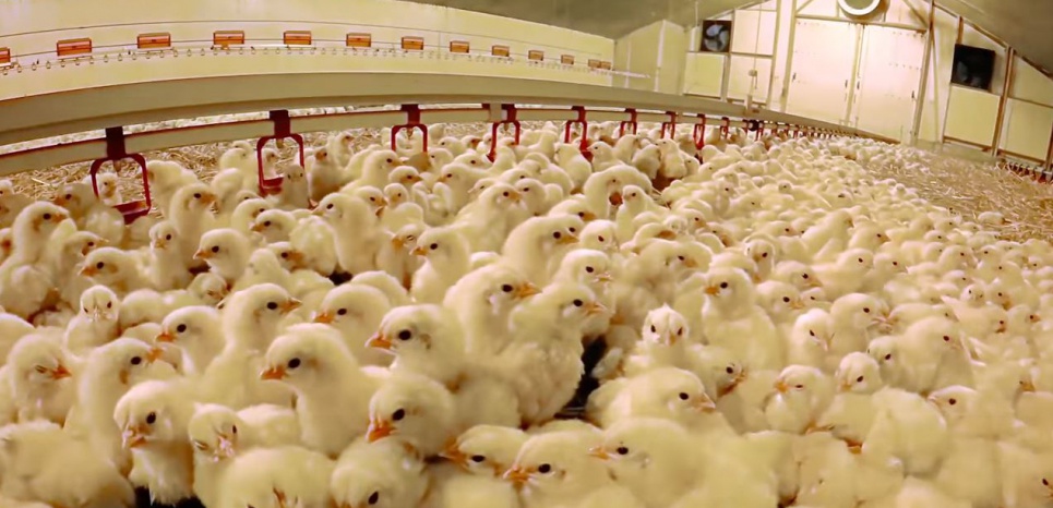 La vie misérable des poulets d'élevage chez Doux, filmée par L214