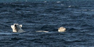 200 ours polaires massés sur une île : pourquoi c'est inquiétant