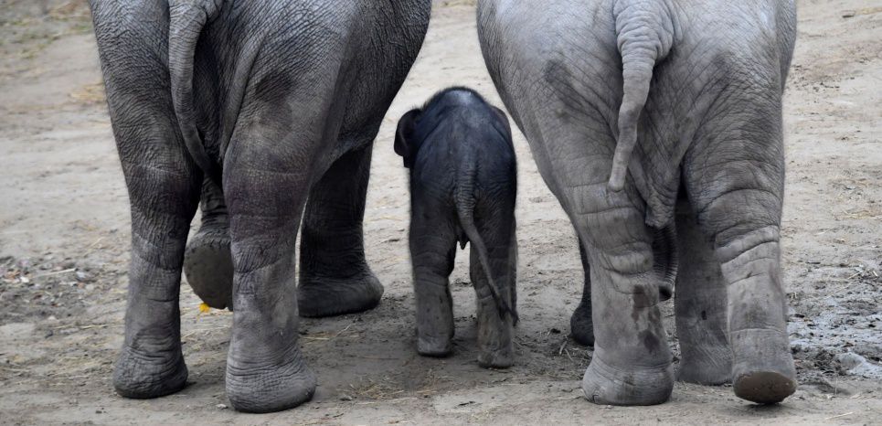 La honte : l'administration Trump réautorise l'importation de trophées d'éléphants