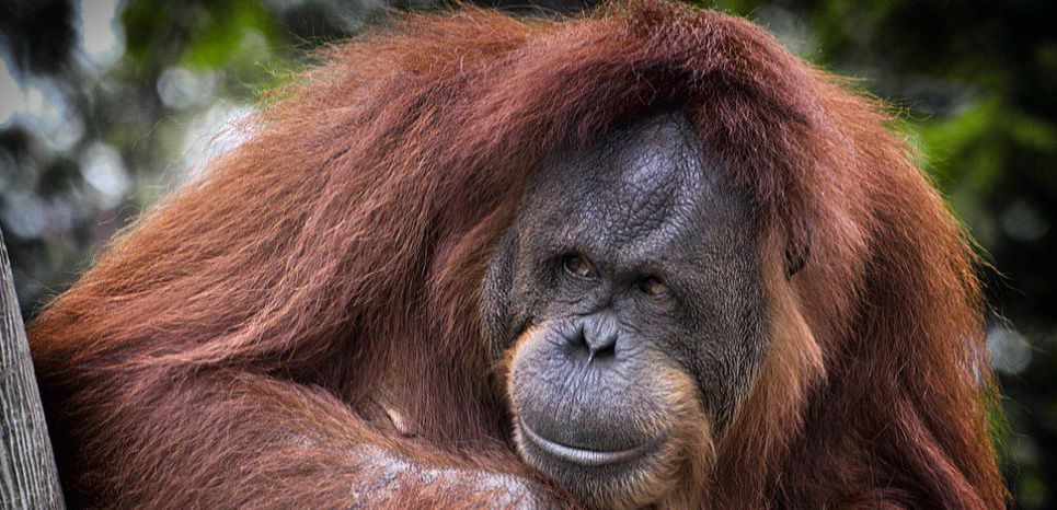 Bornéo : la déforestation et la chasse ont tué la moitié des orangs-outans