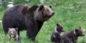 Hulot veut réintroduire deux nouveaux ours dans les Pyrénées