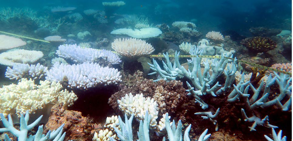 L'Australie débloque un demi milliard de dollars pour restaurer la Grande barrière de corail