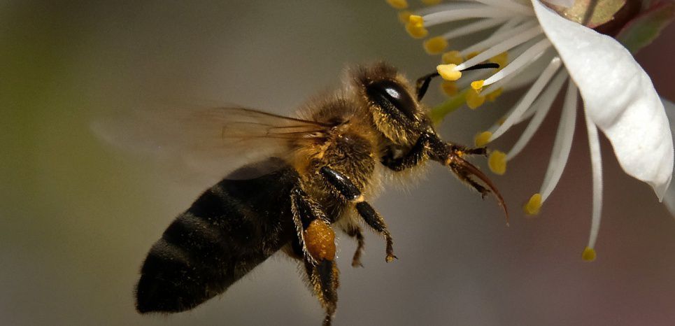 L'UE décide d'interdire trois néonicotinoïdes jugés dangereux pour les abeilles