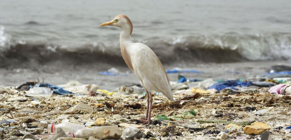 La Méditerranée, bientôt une mer de plastique ? 