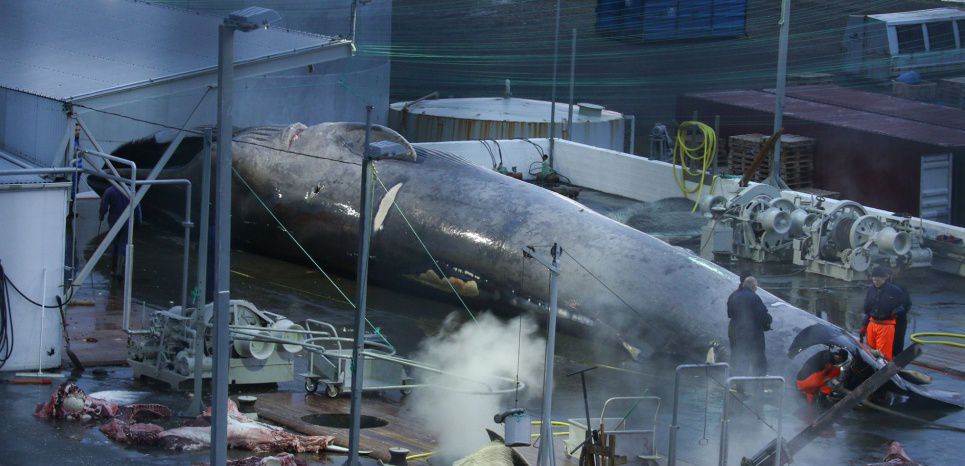 Baleine bleue ou hybride ? En Islande, le harponnage d'un cétacé fait polémique