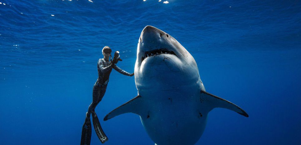 Cette plongeuse a nagé avec l'un des plus gros grands requins blancs au monde
