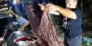 Une baleine retrouvée morte avec 40 kg de plastique dans le ventre