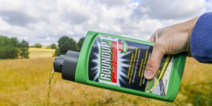 Procès Roundup : Monsanto condamné à payer plus de 80 millions de dollars à un malade du cancer