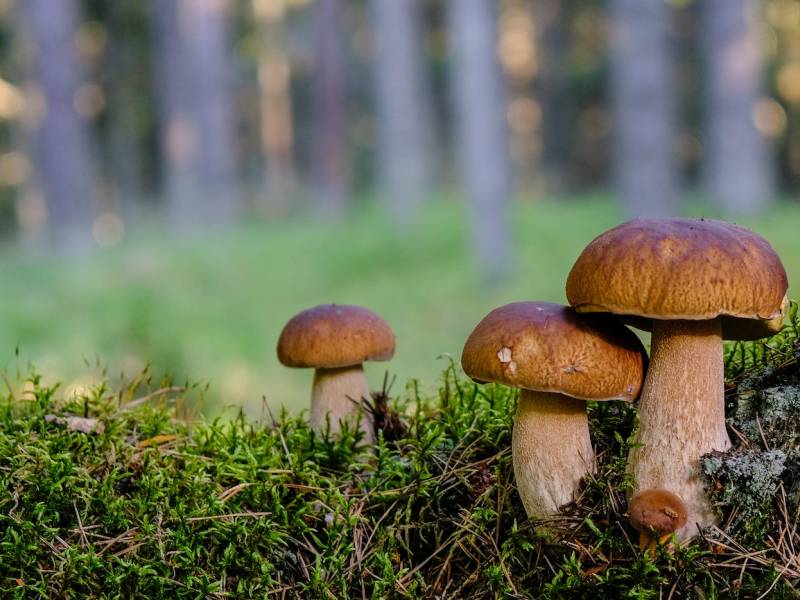 Arbres et champignons : une alliance au secours de la planète ?