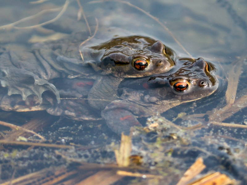 350 000 grenouilles capturées pour la foire de Vittel, des associations s’insurgent