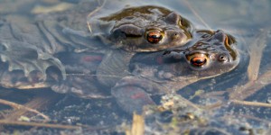 350 000 grenouilles capturées pour la foire de Vittel, des associations s’insurgent