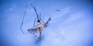 Zika, dengue… Vers une « augmentation des cas » des maladies transmises par les moustiques en France