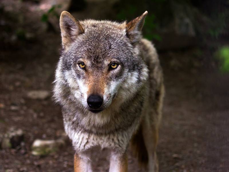 En Haute-Savoie, un conducteur poursuivi pour avoir tenté d’écraser un loup