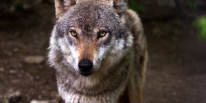 En Haute-Savoie, un conducteur poursuivi pour avoir tenté d’écraser un loup