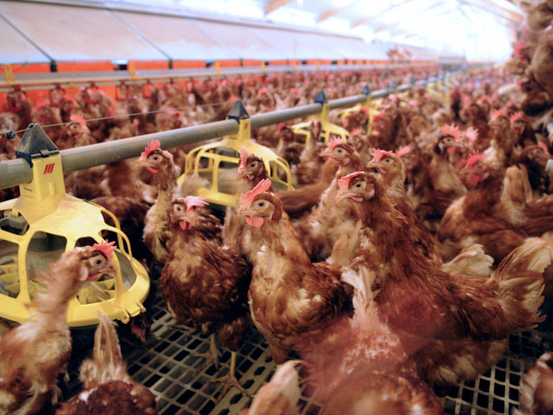 « Des usines plus que des fermes » : 60 % des animaux concentrés dans 3 % des exploitations françaises