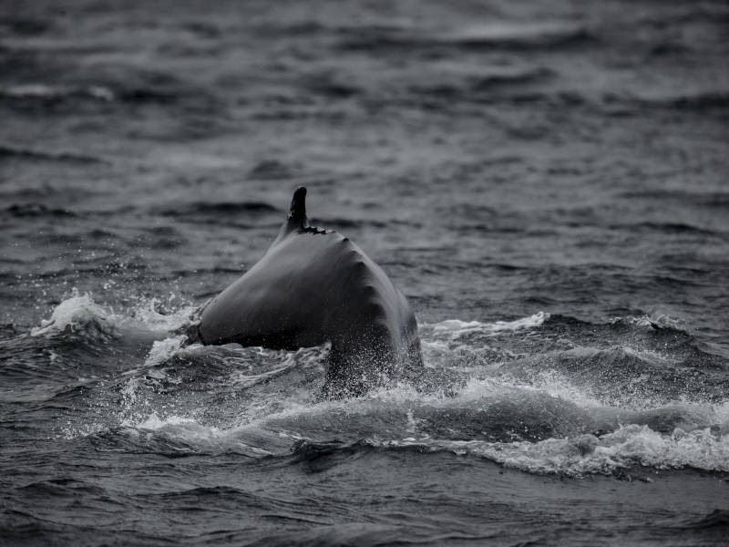 En Norvège, un projet controversé sur les baleines suspendu après la noyade d’un cétacé