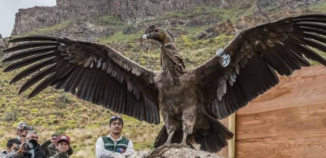Condor : l’homme s’acharne à détruire ce roi des oiseaux, des passionnés tentent de le sauver